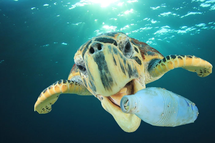 crise-plastique-tortue crise-plastique-tortue
