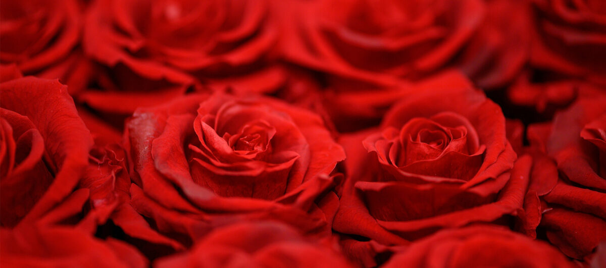 Roses‑de‑la‑Saint‑Valentin Roses‑de‑la‑Saint‑Valentin
